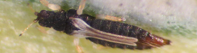 thrip with black body and brown legs