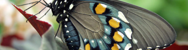 closeup of a black butterfly with green shimmery dots,white dots and yellow dots with green leaves behind it