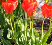 at Reiman Gardens in the events plaza with red tulips in spring