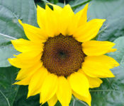 close up of a sunflower with yellow leaves, brown center and green leaves