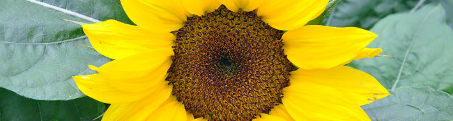 close up of a sunflower with yellow leaves, brown center and green leaves