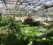 green house photo