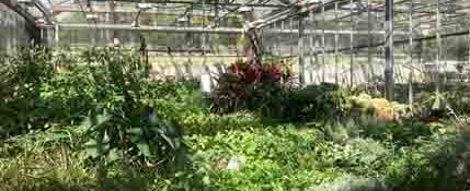 green house photo