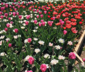 colorful tulips in bloom at the gardens