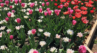 colorful tulips in bloom at the gardens
