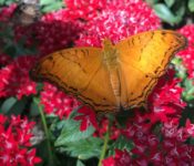 close up of an orange anf black butterfly with red flowers and green leaves behing it