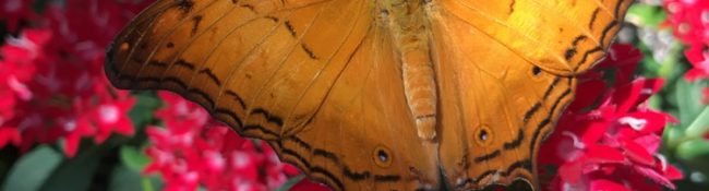 close up of an orange anf black butterfly with red flowers and green leaves behing it