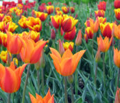 close up of tulips with red, yellow and orange striped markings