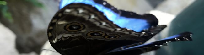 close up of a blue butterfly with black and blue wings