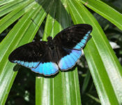close up of a teal and black butterfly with black on the top two thirds of the butterfly and teal on the bottom third and green leaves behind it