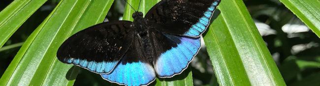 close up of a teal and black butterfly with black on the top two thirds of the butterfly and teal on the bottom third and green leaves behind it