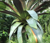 huge bromeliad in the tropical plant Conservatory