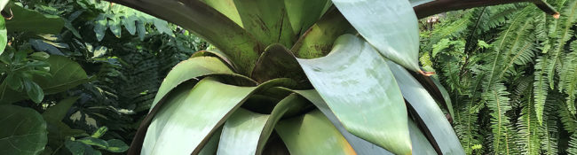 huge bromeliad in the tropical plant Conservatory