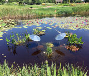 lake helen with two sculptures and green plants and water plants