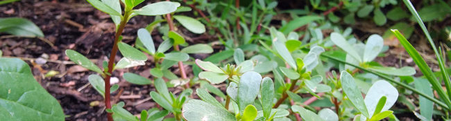 green plants growing talller