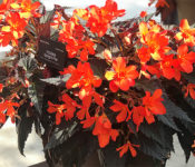 red flowers in a black container