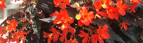 red flowers in a black container