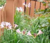 suprise lilies at Reiman Gardens with pink flowers and green leaves