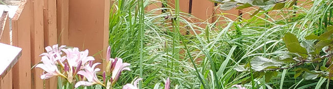 suprise lilies at Reiman Gardens with pink flowers and green leaves