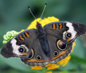 close up of a brown butterfly with orange, white, yellow, orange and black spot markings with green leaves and yellow flowers behind it