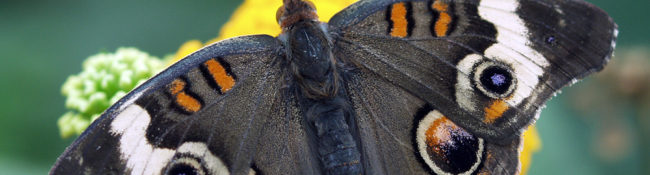 close up of a brown butterfly with orange, white, yellow, orange and black spot markings with green leaves and yellow flowers behind it