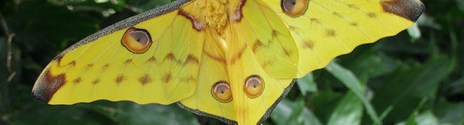 close up of a yellow moth with brown and green circles markings with green leaves behind it