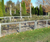Reiman Gardens buck rose collection in the fall behind wood and wire fencing and evergreens and fall trees behind it