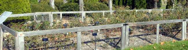 Reiman Gardens buck rose collection in the fall behind wood and wire fencing and evergreens and fall trees behind it