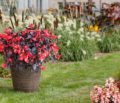 red begonia plant with chocolate leaves