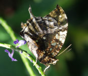 close up of a brown butterfly with purple flowers