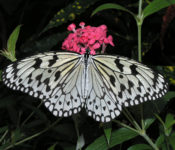 close up of a butterfly with black and white markings and pink flower and green leaves behind it