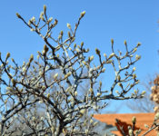 magnolia bush with brown branches and white spring buds