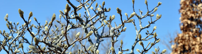 magnolia bush with brown branches and white spring buds