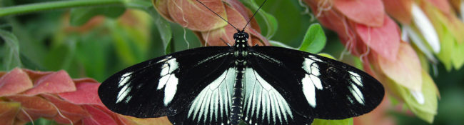 close up of a long wing butterfly with white and black markings and pink flowers behind it