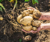 somebody gripping a pile of potatoes that have been recently pulled from the ground