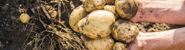 somebody gripping a pile of potatoes that have been recently pulled from the ground
