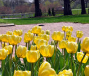 outside at a botanical garden with yellow tulips and cypress trees behind it