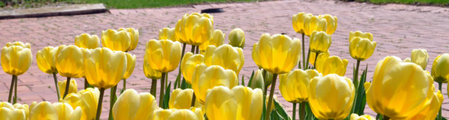outside at a botanical garden with yellow tulips and cypress trees behind it