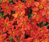 All-American Selections and Proven Winner Trials 2019 Campfire Flame Bidens hybrid