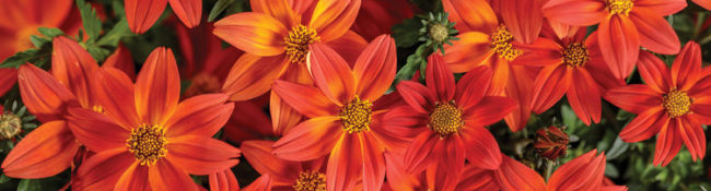 All-American Selections and Proven Winner Trials 2019 Campfire Flame Bidens hybrid