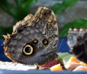 close up of a butterfly with its wings closed and brown, black and white markings
