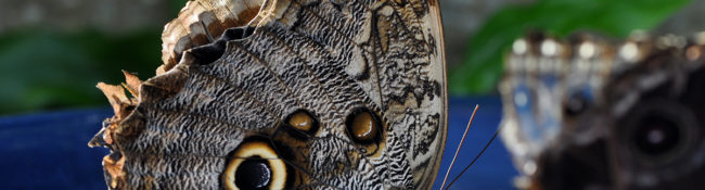 close up of a butterfly with its wings closed and brown, black and white markings