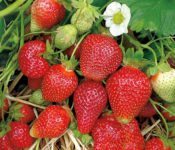 close up of a pink strawberry