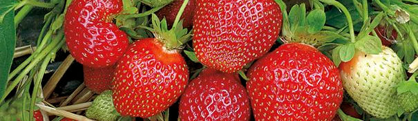 close up of a pink strawberry