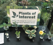 plant of interest table with plants in bud vases