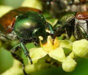 close up of two japanese beetles with brown bodies and green heads eating a yellow flower