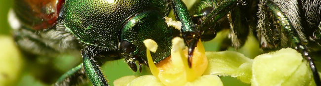 close up of two japanese beetles with brown bodies and green heads eating a yellow flower