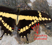 close up of a butterfly with black and yellow colorations