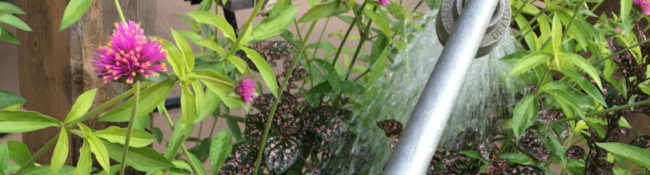 horticulture student watering plants