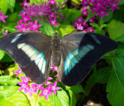 close up of a butterfly with blue and black markings with pink flowers and green leaves behind
